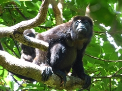 Alouatta palliata