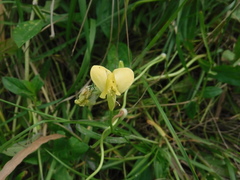 Vigna luteola