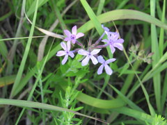 Phlox pilosa pilosa