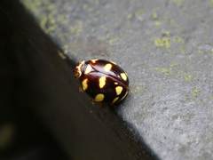 Ceratogergithus pseudotessellatus