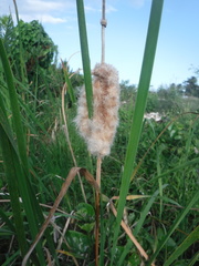 Typha domingensis