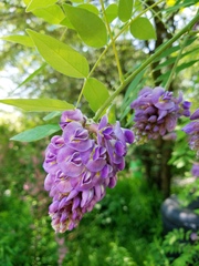 Millettieae