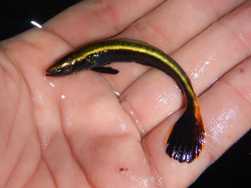 Cobia (Rachycentron canadum) — Rachycentridae — 2