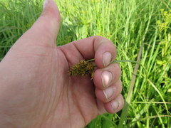 Carex gravida