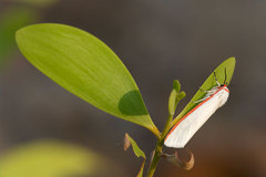 Aloa marginata