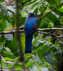 Trogon
