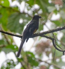 Trogon