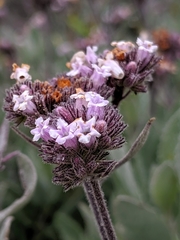 Eriodictyon traskiae