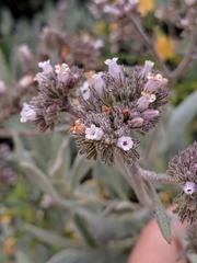 Eriodictyon traskiae