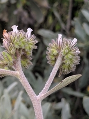 Eriodictyon traskiae