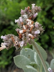 Eriodictyon traskiae