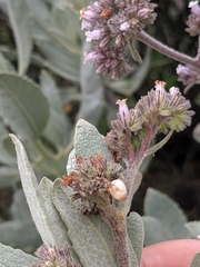 Eriodictyon traskiae