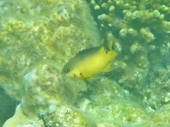 Pomacentrus simsiang