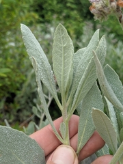 Eriodictyon traskiae