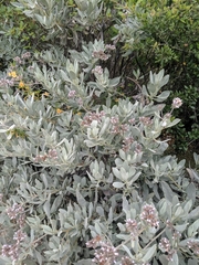 Eriodictyon traskiae