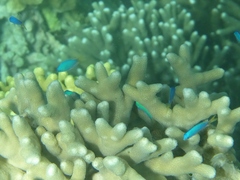 Pomacentrus micronesicus