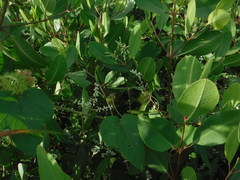 Laguncularia racemosa