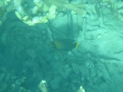 Acanthurus pyroferus