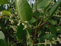 Laguncularia racemosa