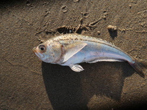 Pacific sandfish (Trichodon trichodon) — Trichodontidae — 5