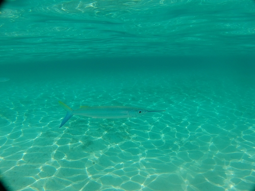 Barred halfbeak (Hemiramphus marginatus) — Hemiramphidae — 5