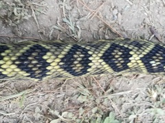 Crotalus totonacus