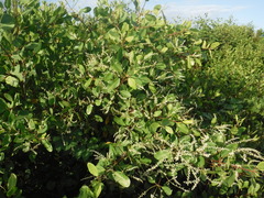 Laguncularia racemosa