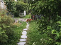 Vulpes vulpes vulpes