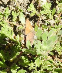 Callophrys augustinus