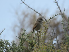 Leptasthenura aegithaloides