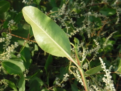 Laguncularia racemosa