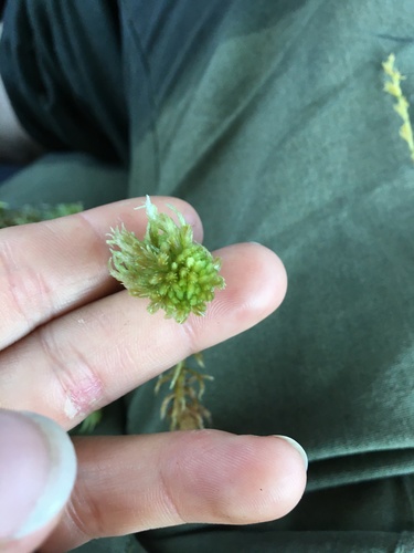 Sphagnum obtusum, 2024-08-26