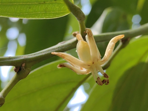 Hydnocarpus castaneus observed 2024-08-31