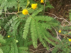 Leucaena greggii
