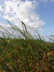 Typha domingensis