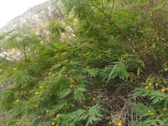 Leucaena greggii