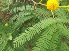 Leucaena greggii