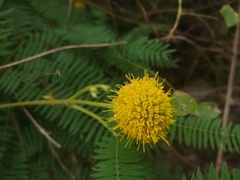 Leucaena greggii