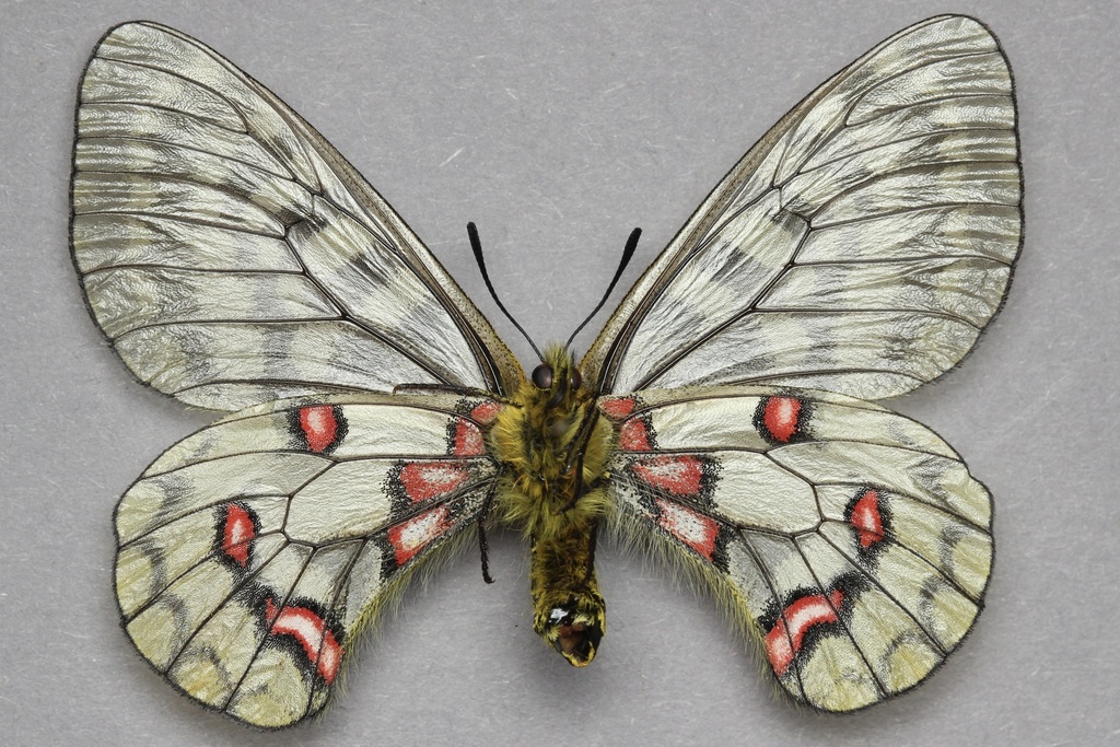 Eversmann's Parnassian (Parnassius eversmanni) · iNaturalist