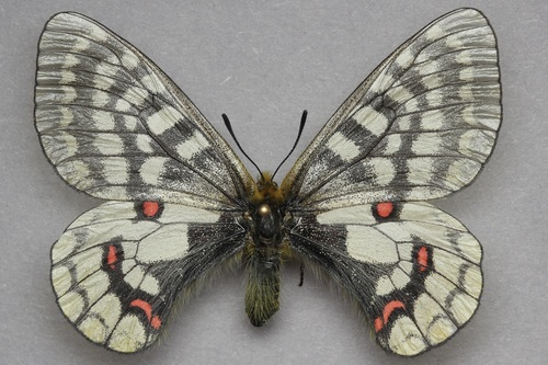 Eversmann's Parnassian