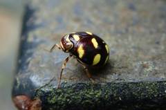 Ceratogergithus pseudotessellatus