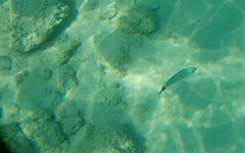 Saddled Seabream — seen at this dive site