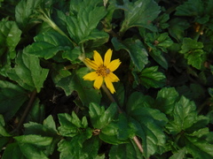 Sphagneticola gracilis