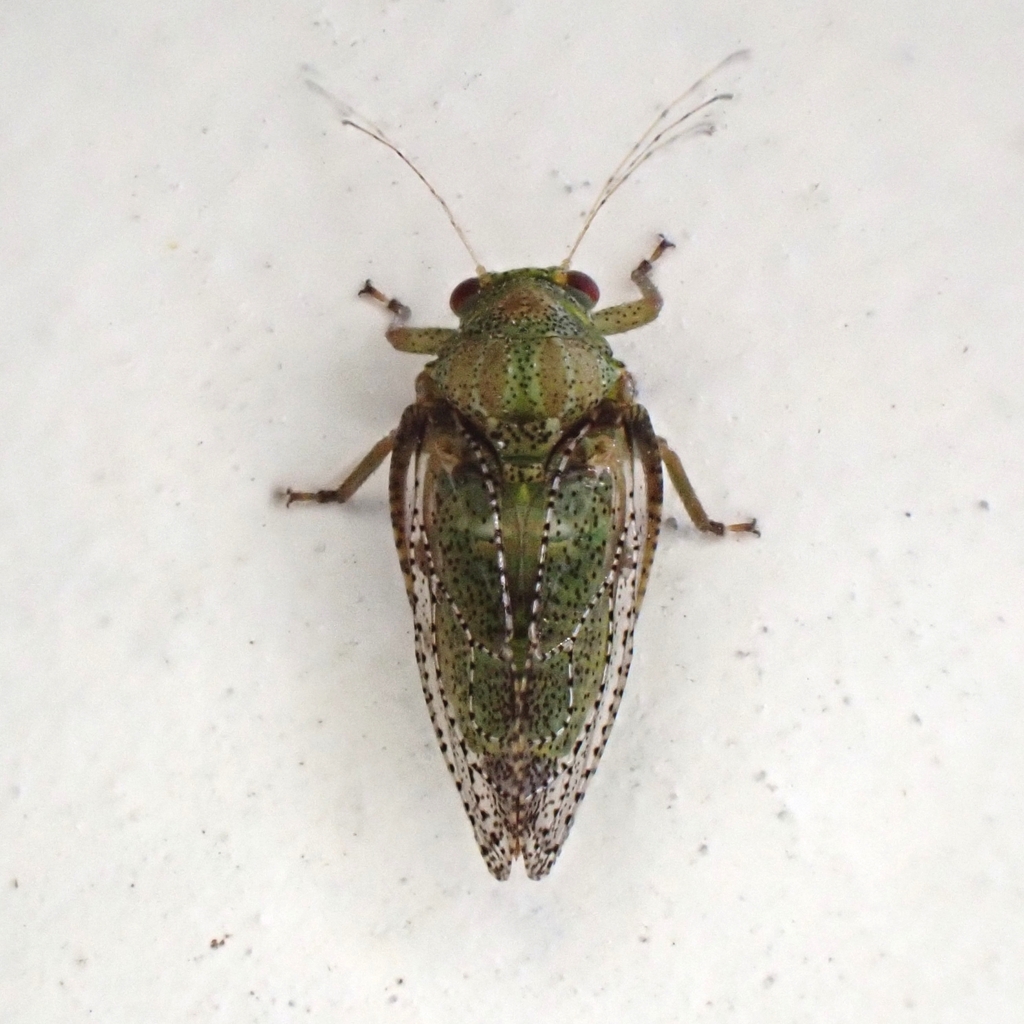 Euphalerus ostreoides