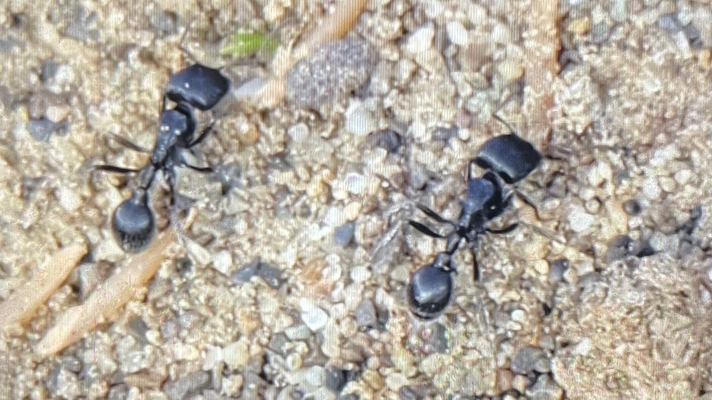 Laticeps-group Harvester Ants