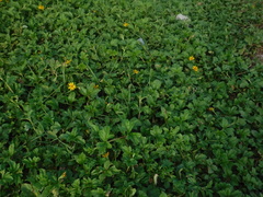 Sphagneticola gracilis