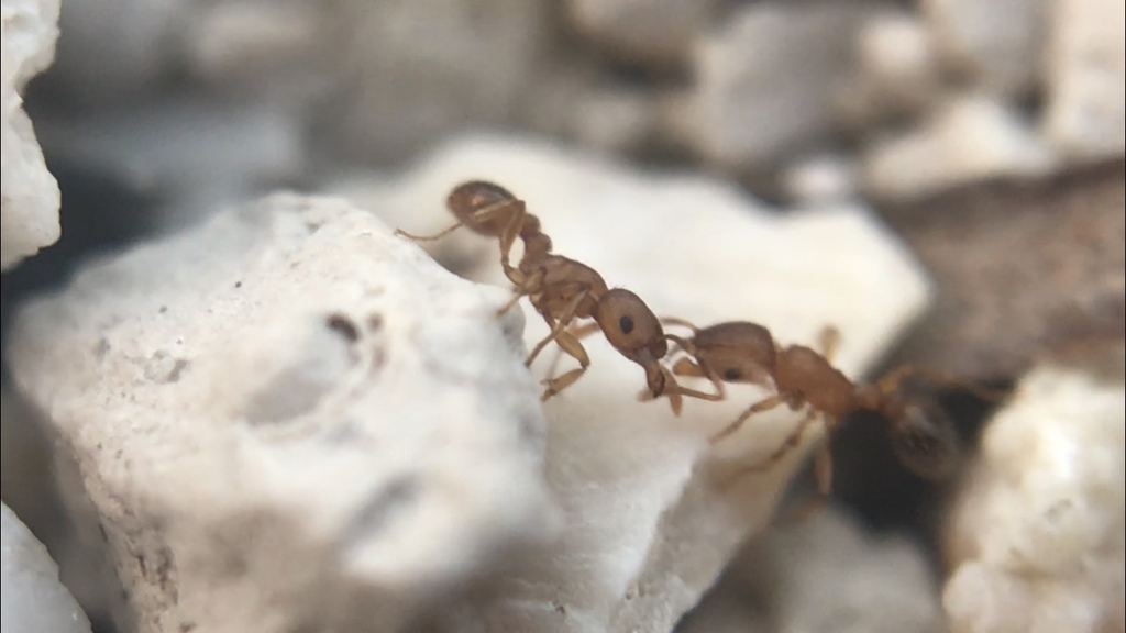 Greenhouse Fierce Ant