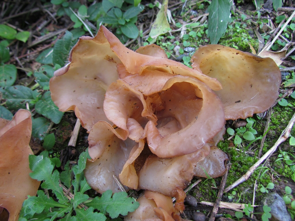 Auricularia fuscosuccinea · June 2019 · photo: © matiascabezas (iNaturalist, cc-by)