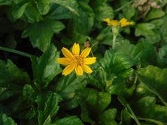 Sphagneticola gracilis