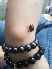 Labidomera clivicollis